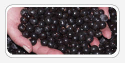 Acai